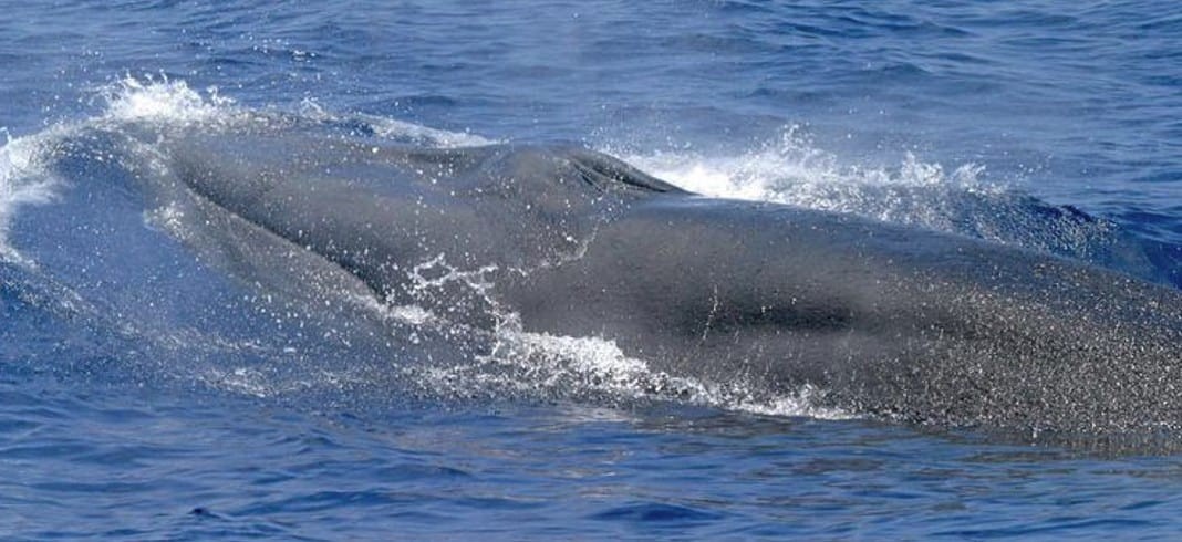 Rice's Whale (Image credit: NOAA)