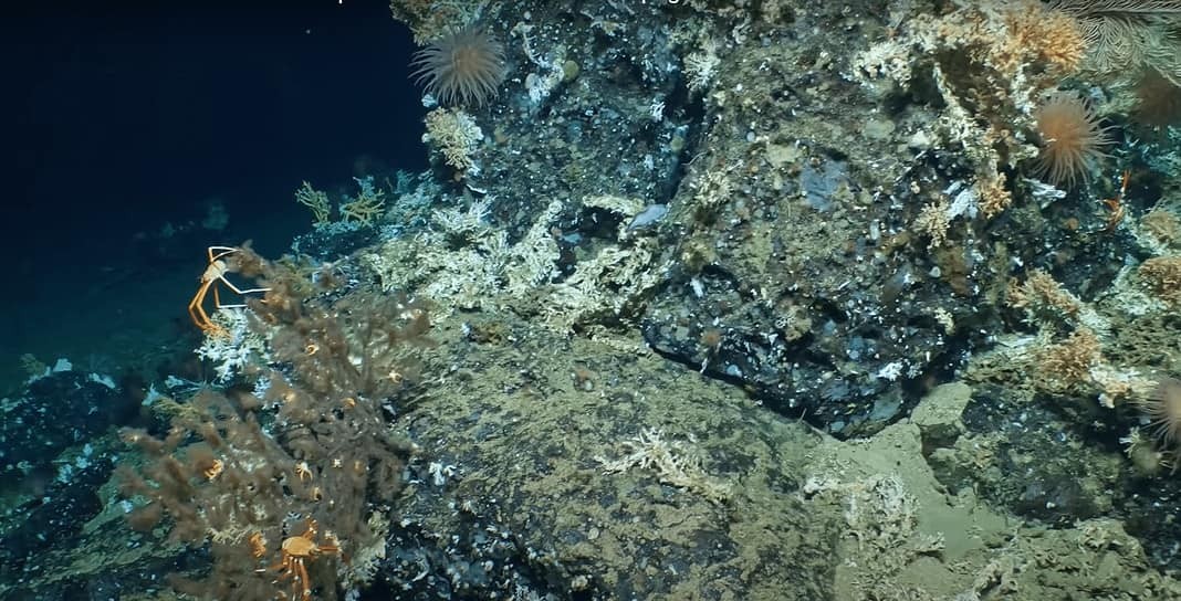 Pristine Deep-Sea Coral Reef In The Galapagos
