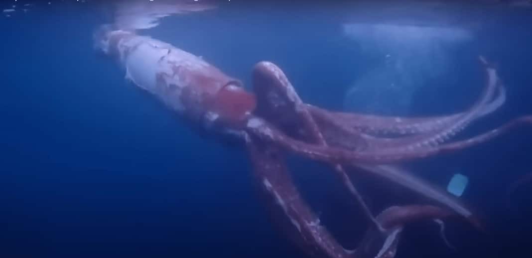 Japanese divers capture footage of live giant squid