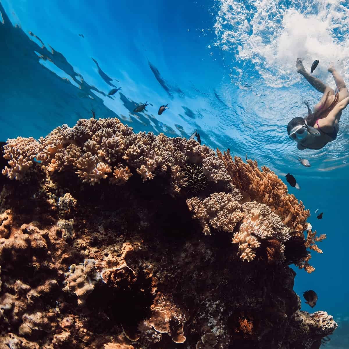 Woman with mask dives to the deep near corals in tropical blue sea. (Adobe Stock)