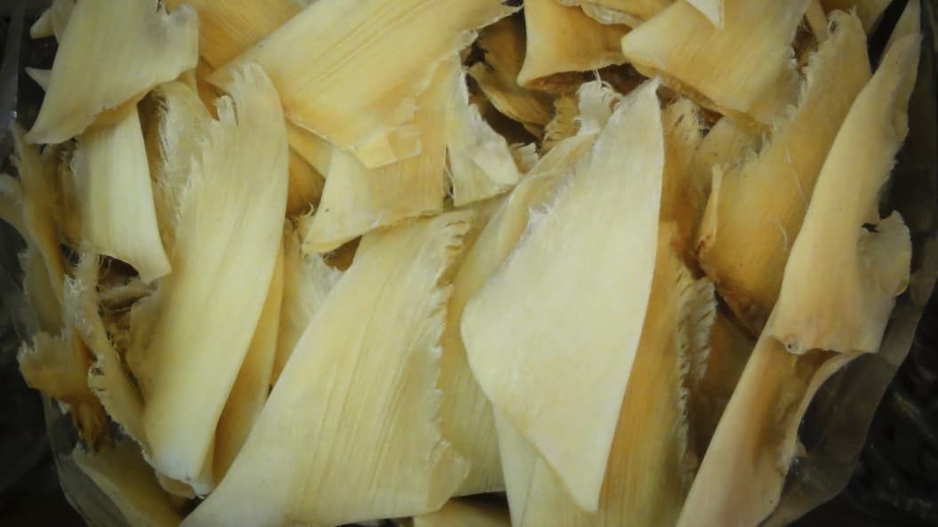 King Charles to ban import and export of shark fins