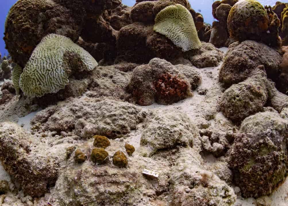 Outplanted great star coral (Montastraea cavernosa) between two diseased colonies in a reef 