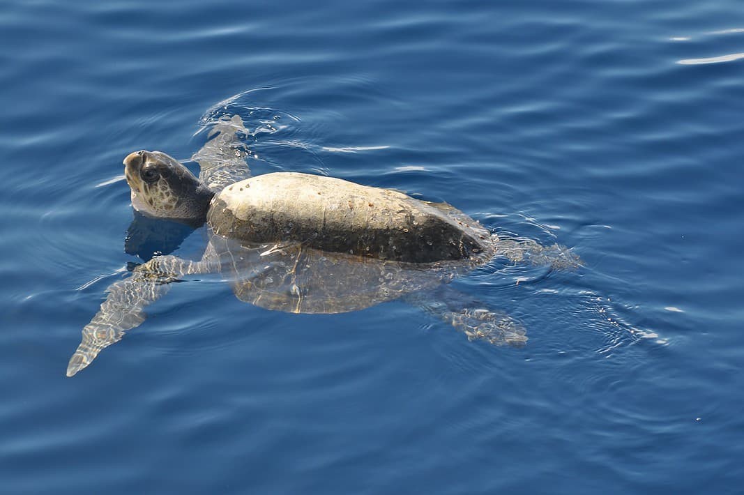 sea turtle in the water (Photo by Constanza S. Mora)