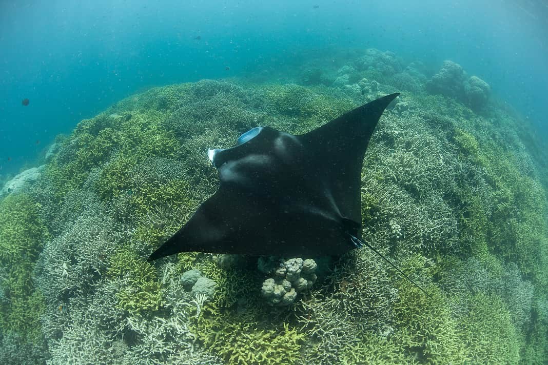 Manta Ray at Cleaning Station in Yap (Adobe Stock)