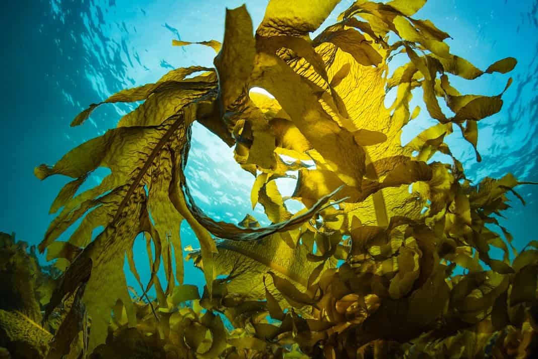 Seaweed and Sunlight (AdobeStock)