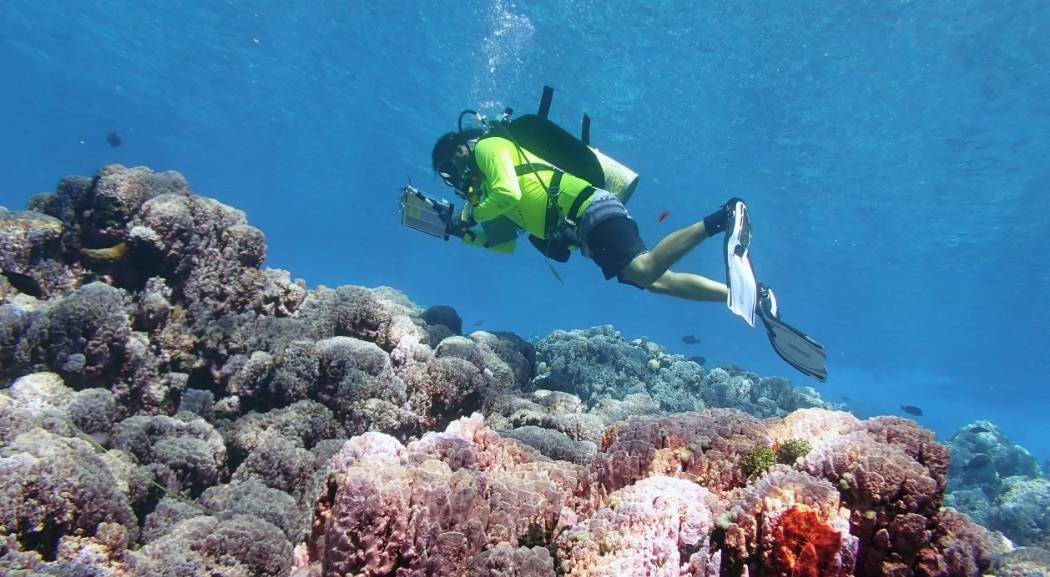 A coral biologist measures the size and condition of corals encountered along a transect on an American Samoa reef. (Image credit: NOAA Pacific Islands Fisheries Science Center)