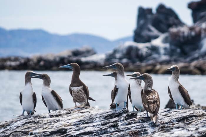 Blue-Footed Boobies in Loreto, Mexico – Photo courtesy of Visit Baja Sur