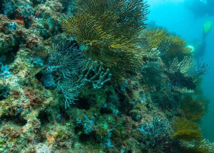 Coral Reef at Isla Danzante – Photo by Nola Schoder