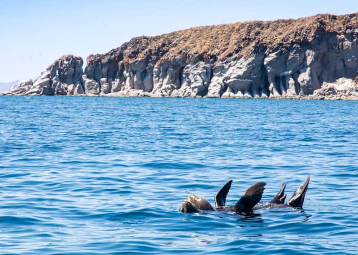 Sea lions at Isla Coronado – Photo by Nola Schoder