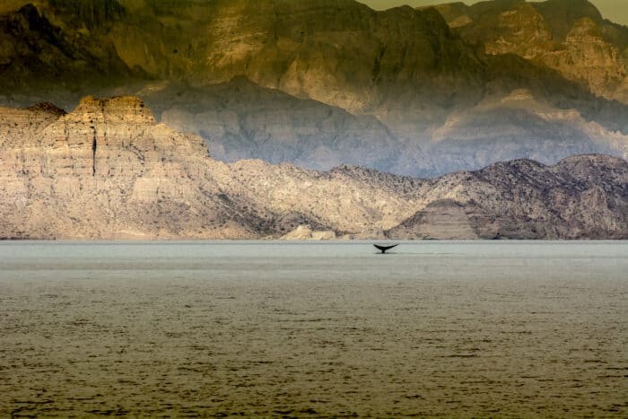 Sierra Giganta view featuring whale– Photo courtesy of Visit Baja Sur