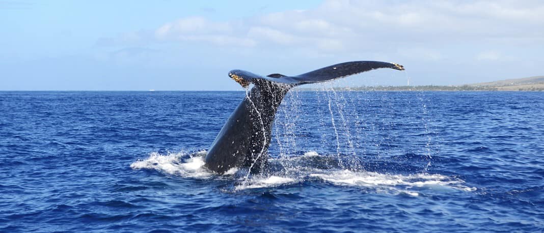 Humpback Whale off Hawaii (Image credit: Petty Officer 3rd Class Benjamin Berkow/US Coast Guard)