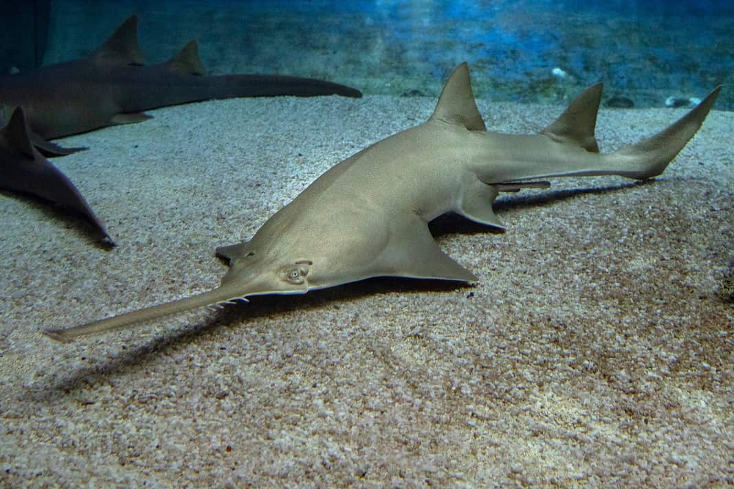 Sawfish underwater close up detail of mouth and saw (Adobe Stock)
