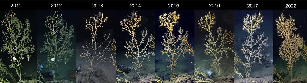 Deep-sea corals in the Gulf of Mexico were coated in a brown sludge after the 2010 Deepwater Horizon oil spill. Scientists monitored their health for 13 years and have found many affected corals are still struggling to recover. (Image Credit: Fanny Girard/NOAA)