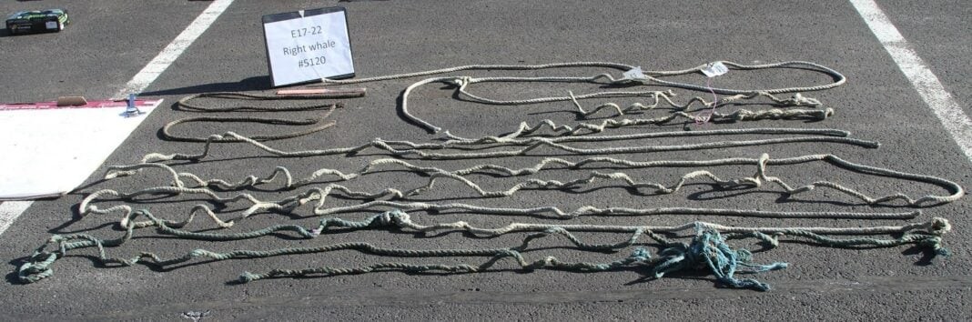 Rope that killed a North Atlantic Right Whale calf (Image credit: NOAA Fisheries)