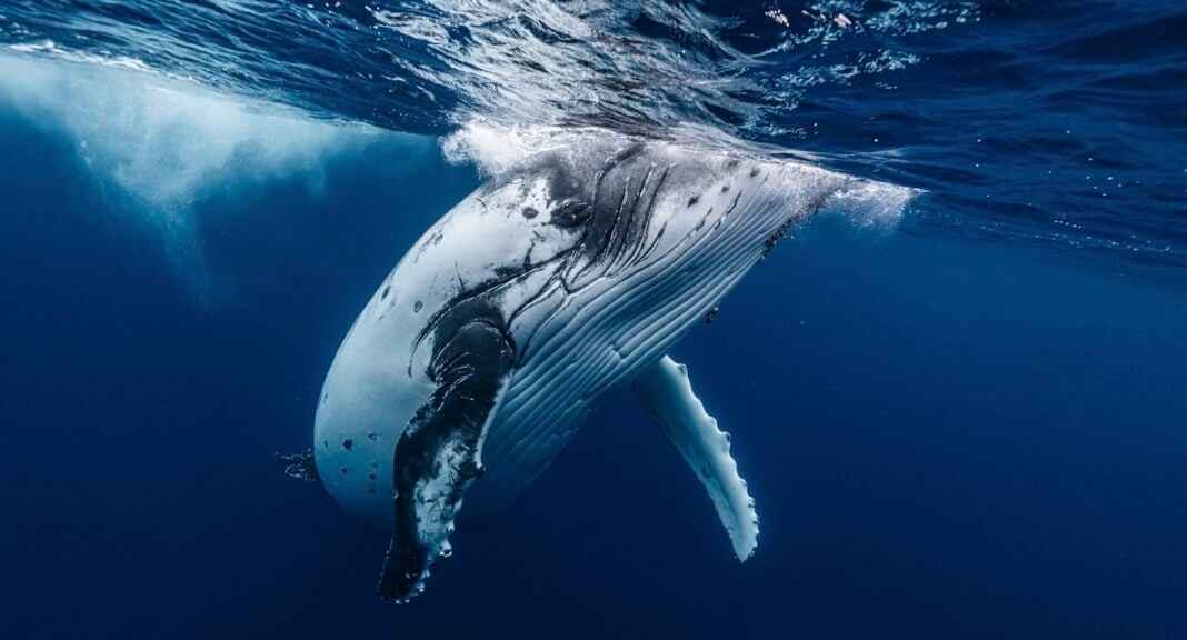 Endangered species -- whale (Adobe Stock)