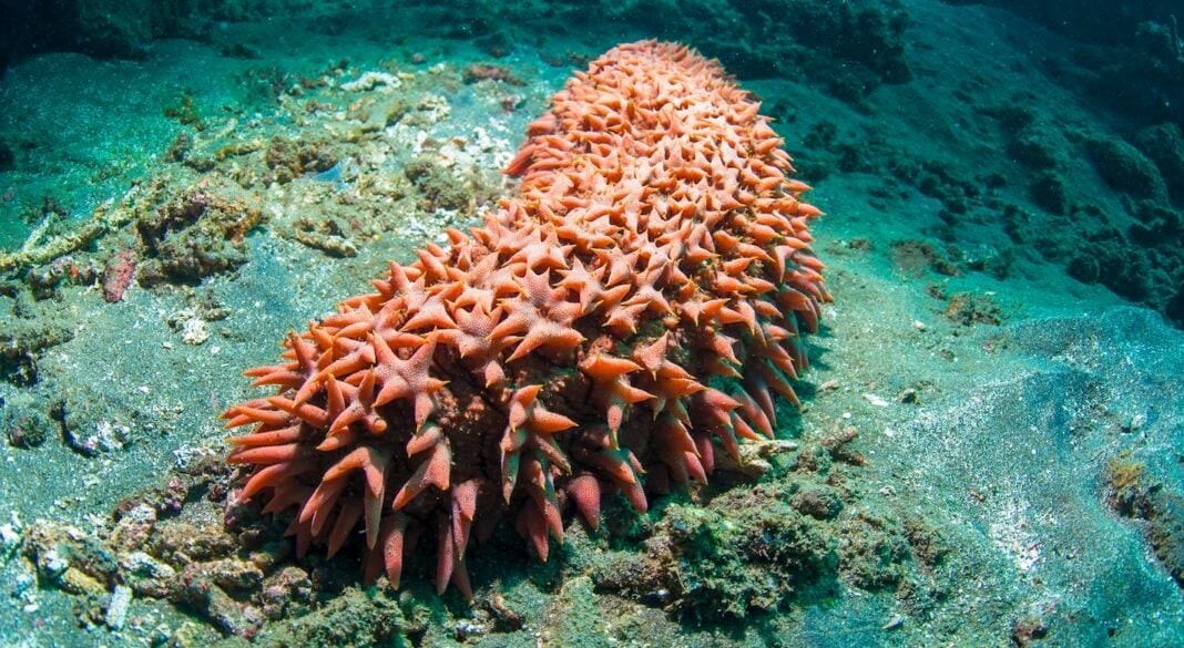 Sea Cucumber (Image via AdobeStock)