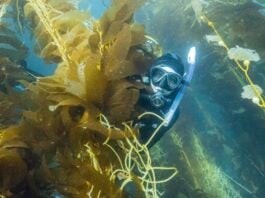 Diver Behind Kelp (Image credit: Nick Neumann/USC Wrigley Institute)