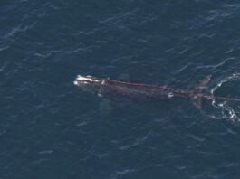NOAA Spots Entangled Right Whale Off Rhode Island